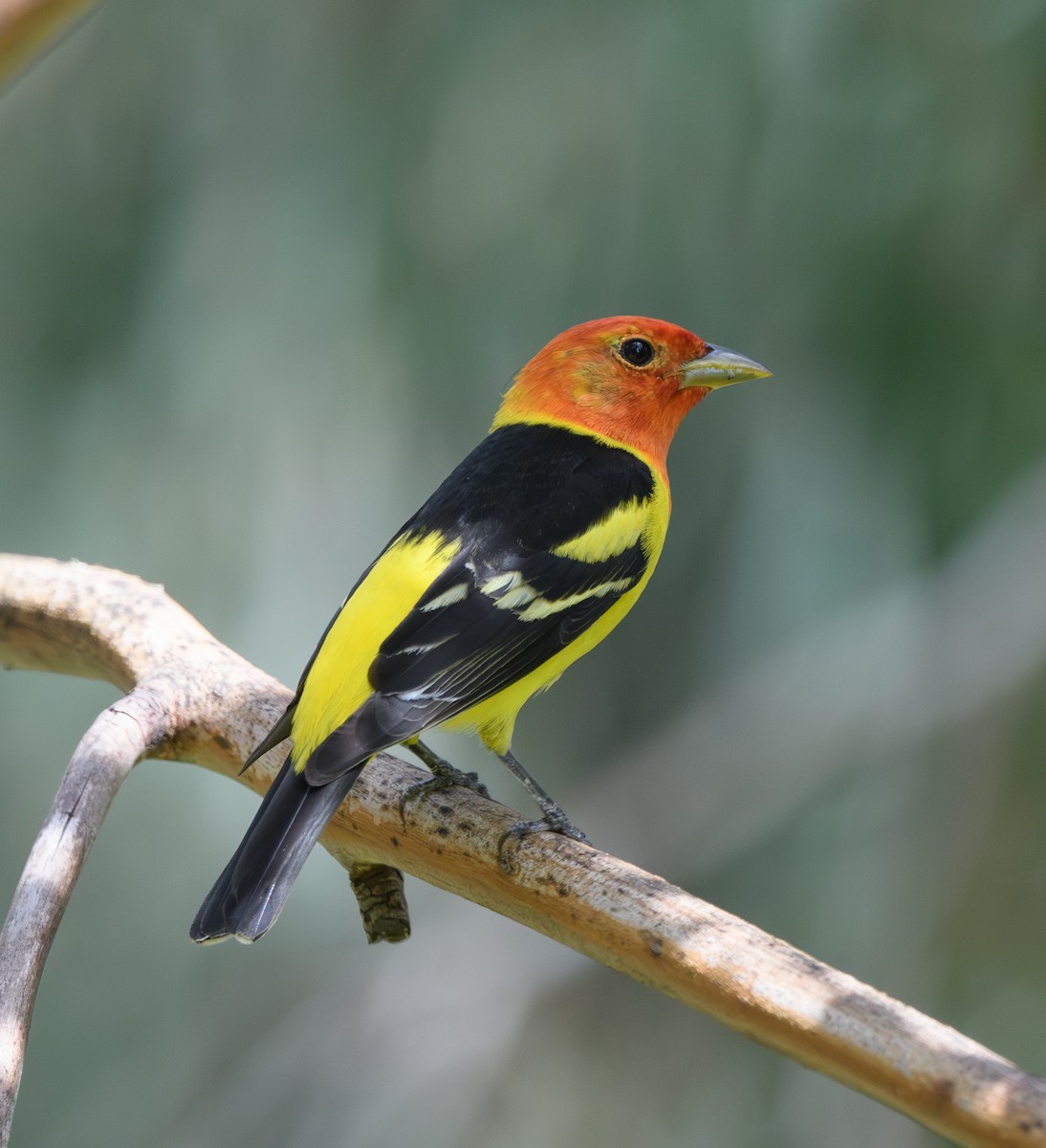 Western Tanager - Joshua Greenfield