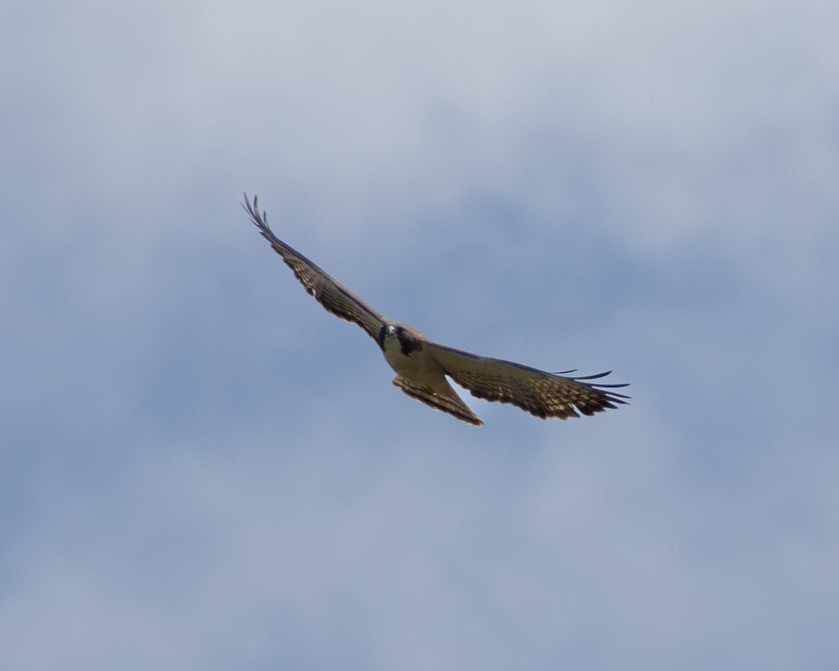 Short-tailed Hawk - Kevin Savage