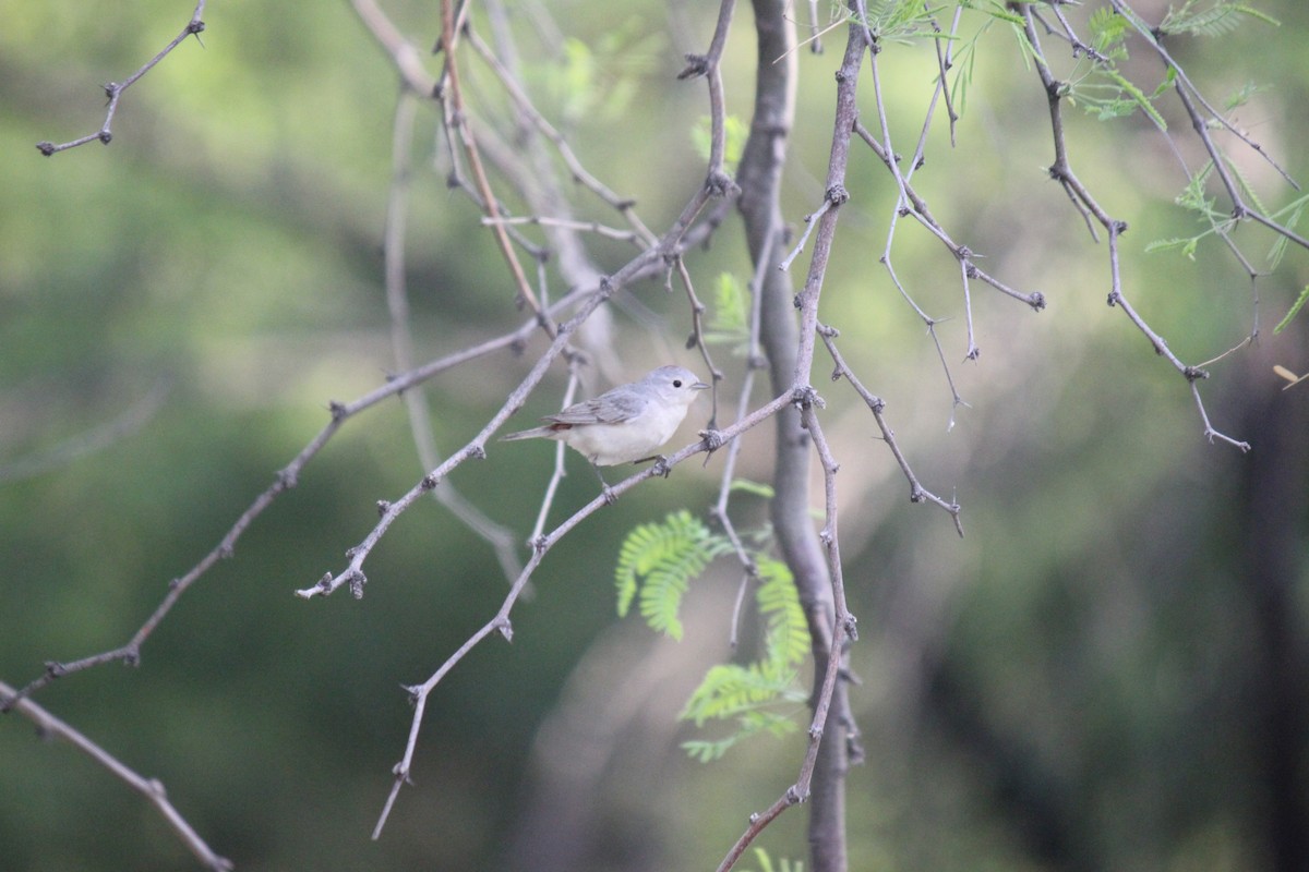 Lucy's Warbler - ML617951641