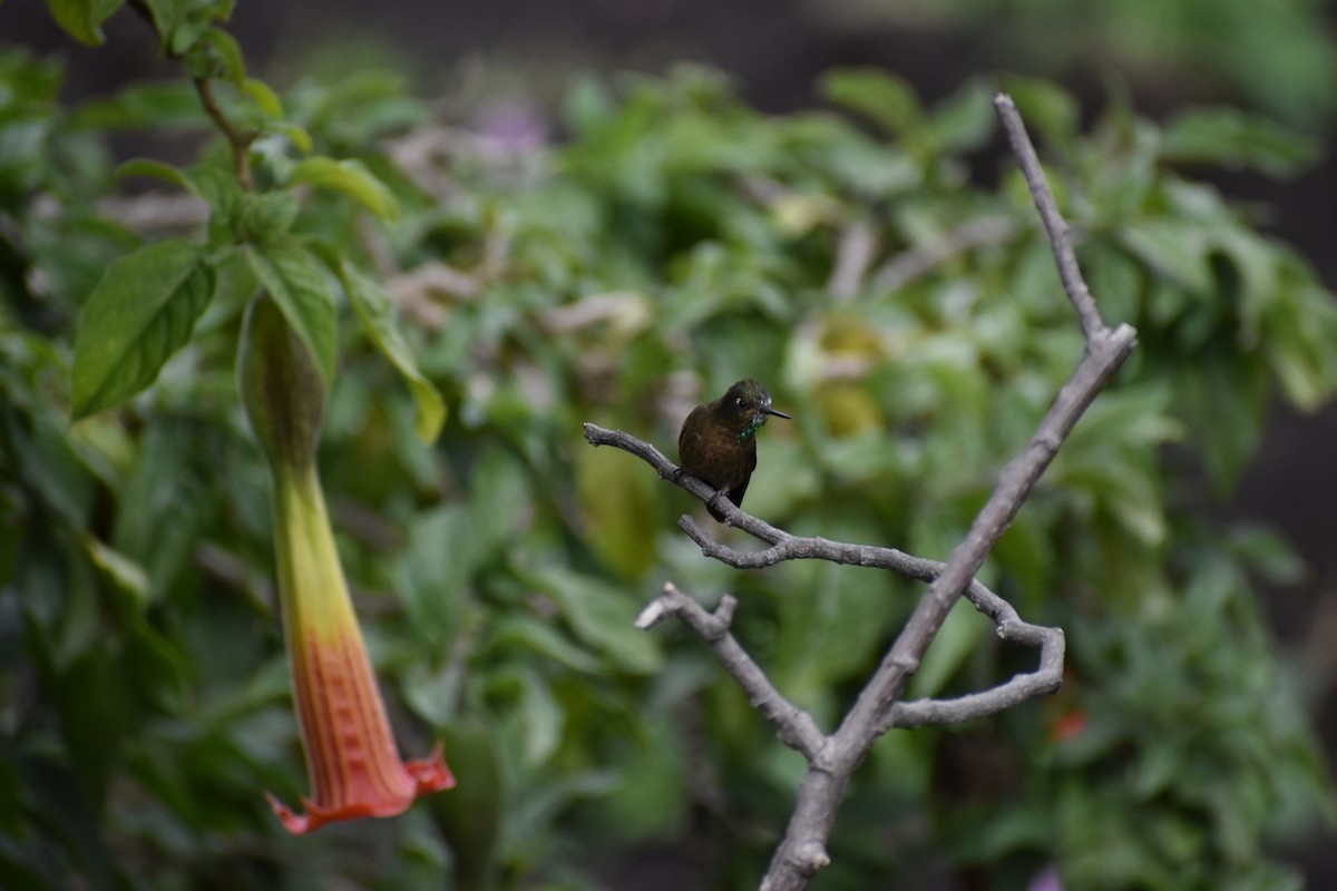 kolibřík dřišťálový (ssp. tyrianthina/quitensis) - ML617951644