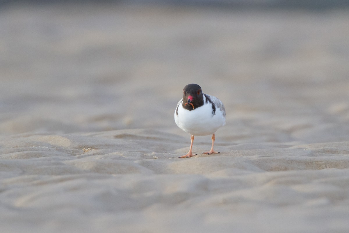 Hooded Plover - michael todd