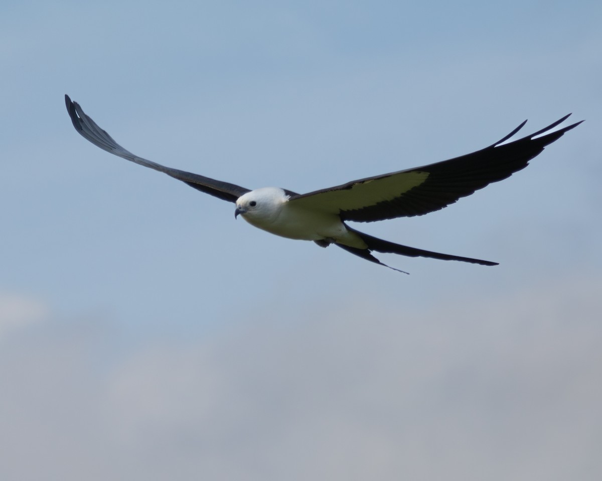 Swallow-tailed Kite - ML617951668
