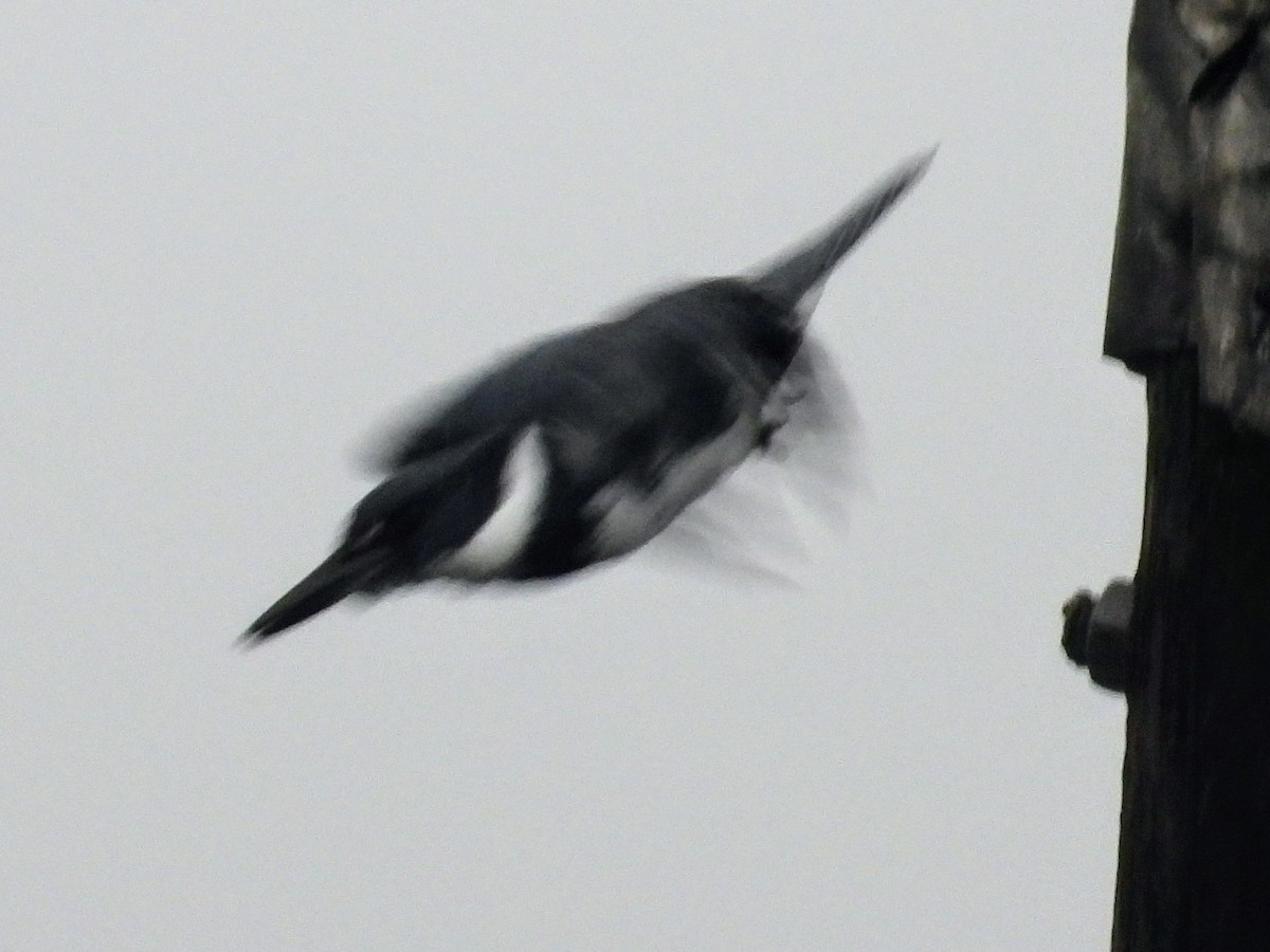 Belted Kingfisher - ML617951687