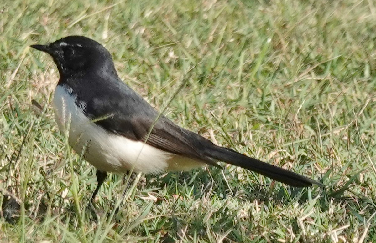 Willie-wagtail - ML617951724