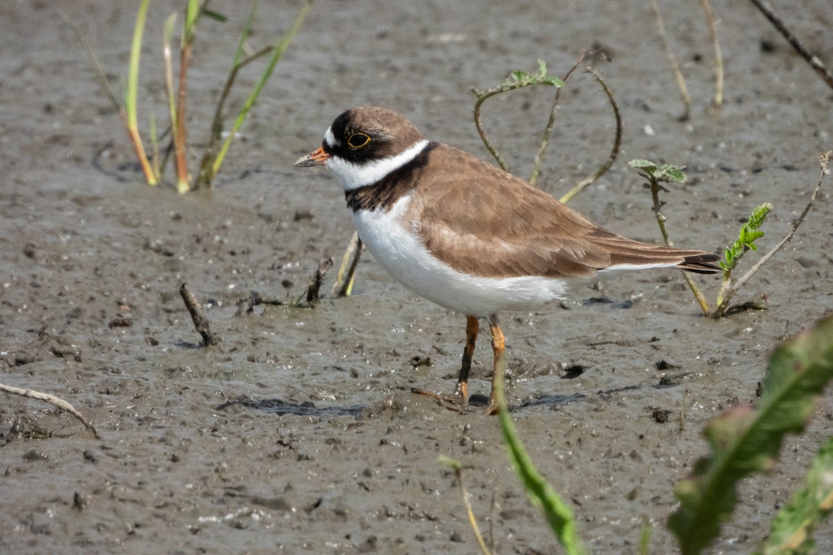 Semipalmated Plover - ML617951726