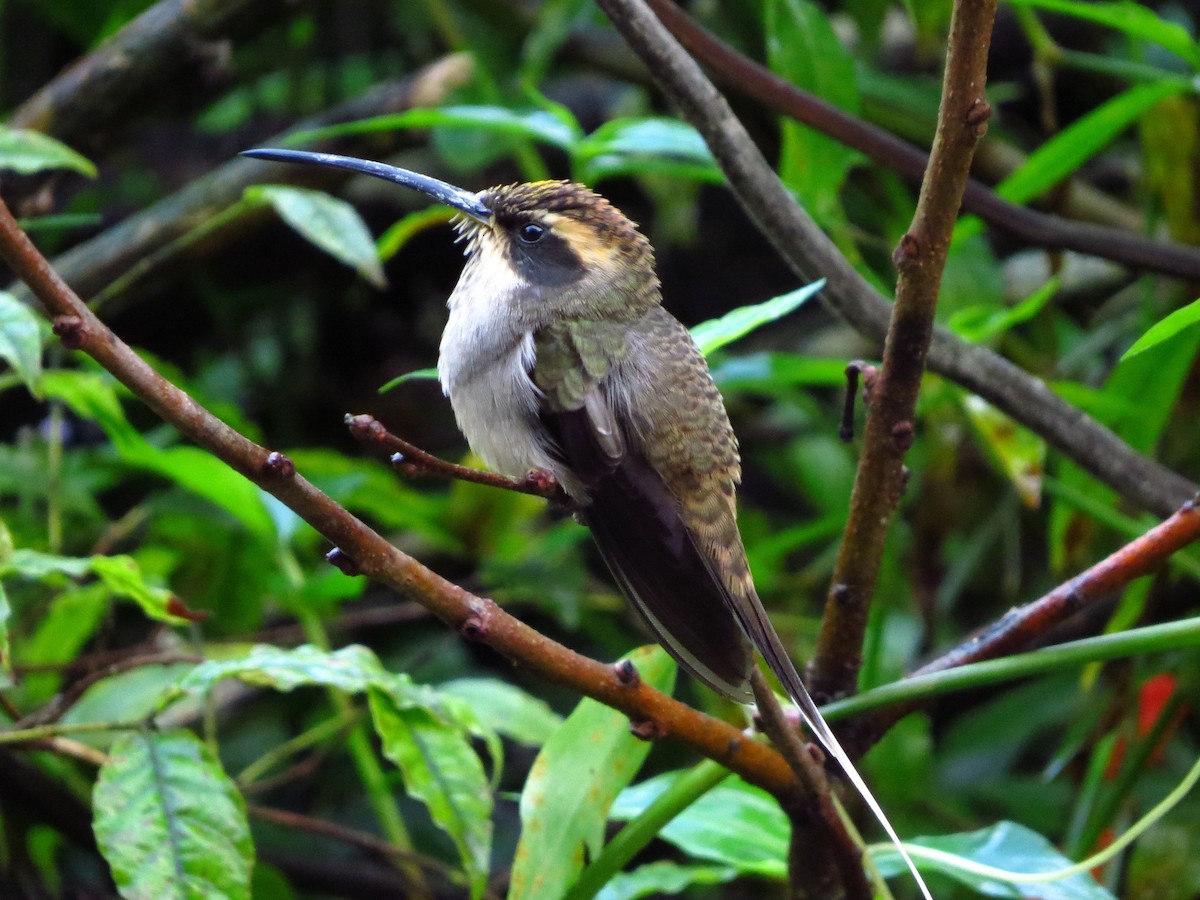 kolibřík temnohrdlý - ML617951736