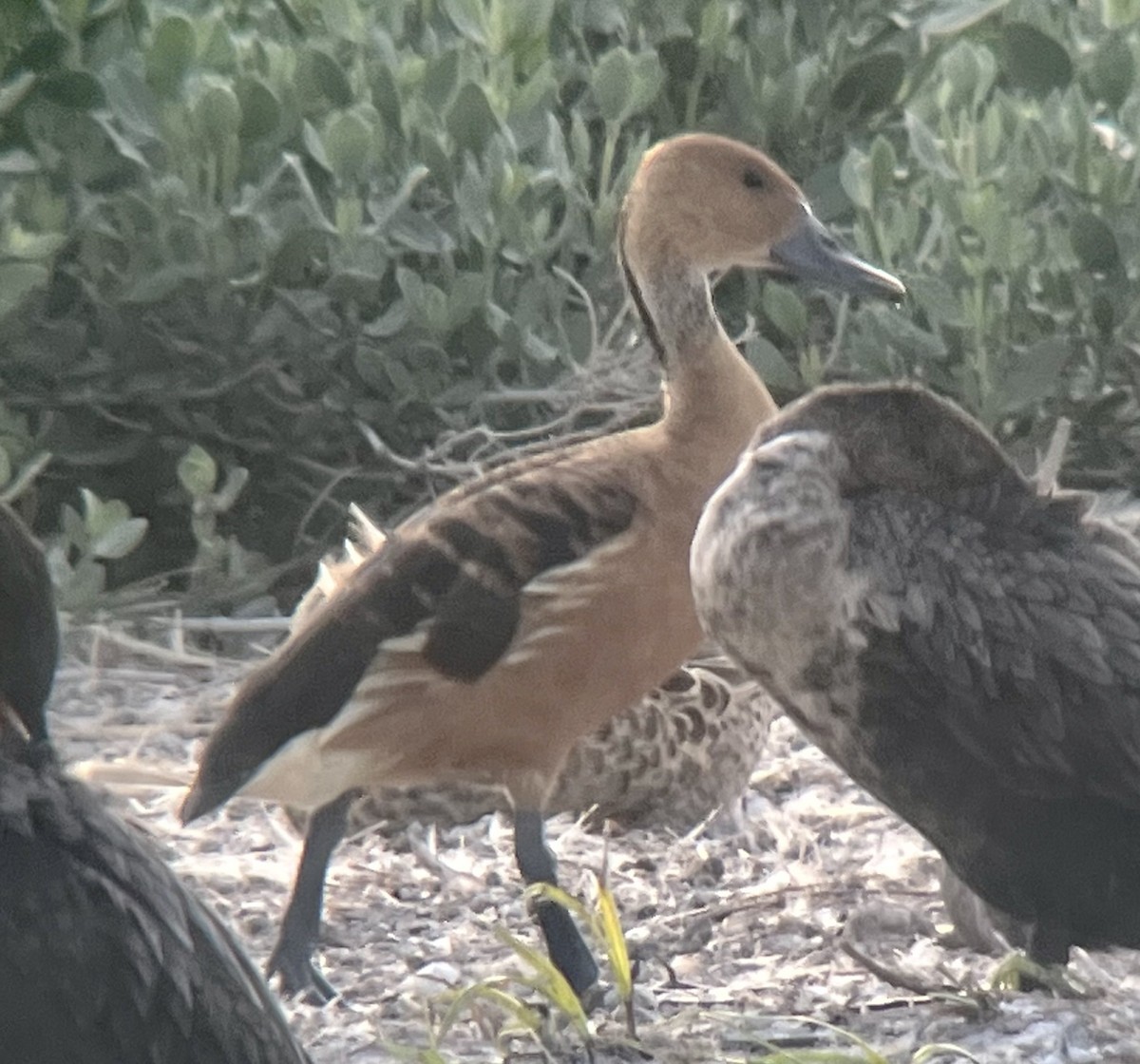 Fulvous Whistling-Duck - Paul  McPartland