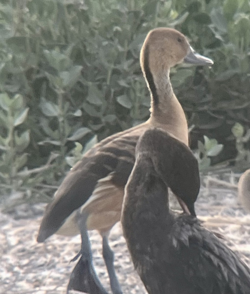 Fulvous Whistling-Duck - ML617951757