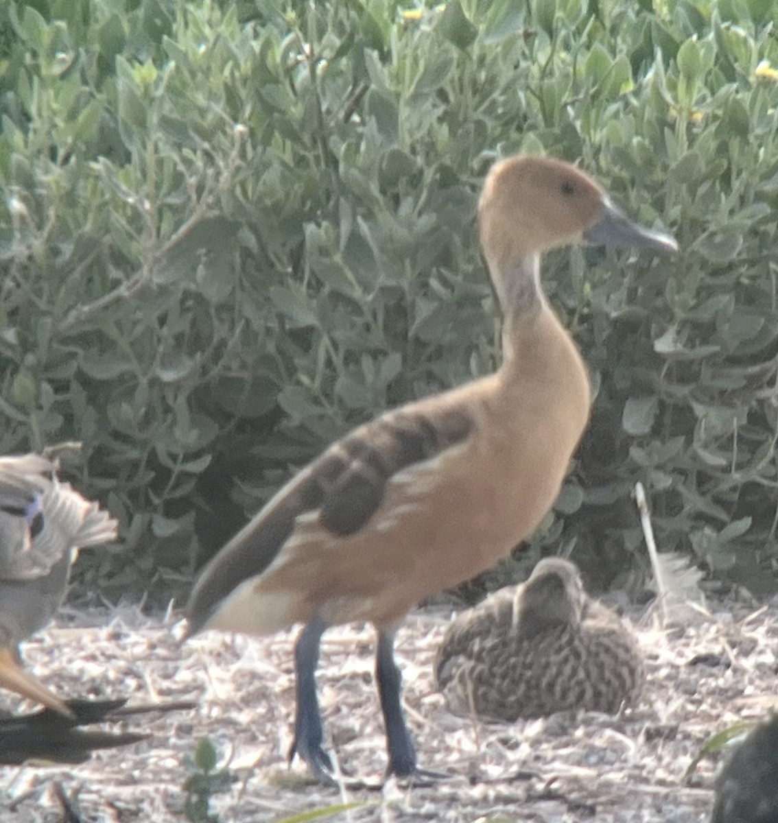 Fulvous Whistling-Duck - ML617951758