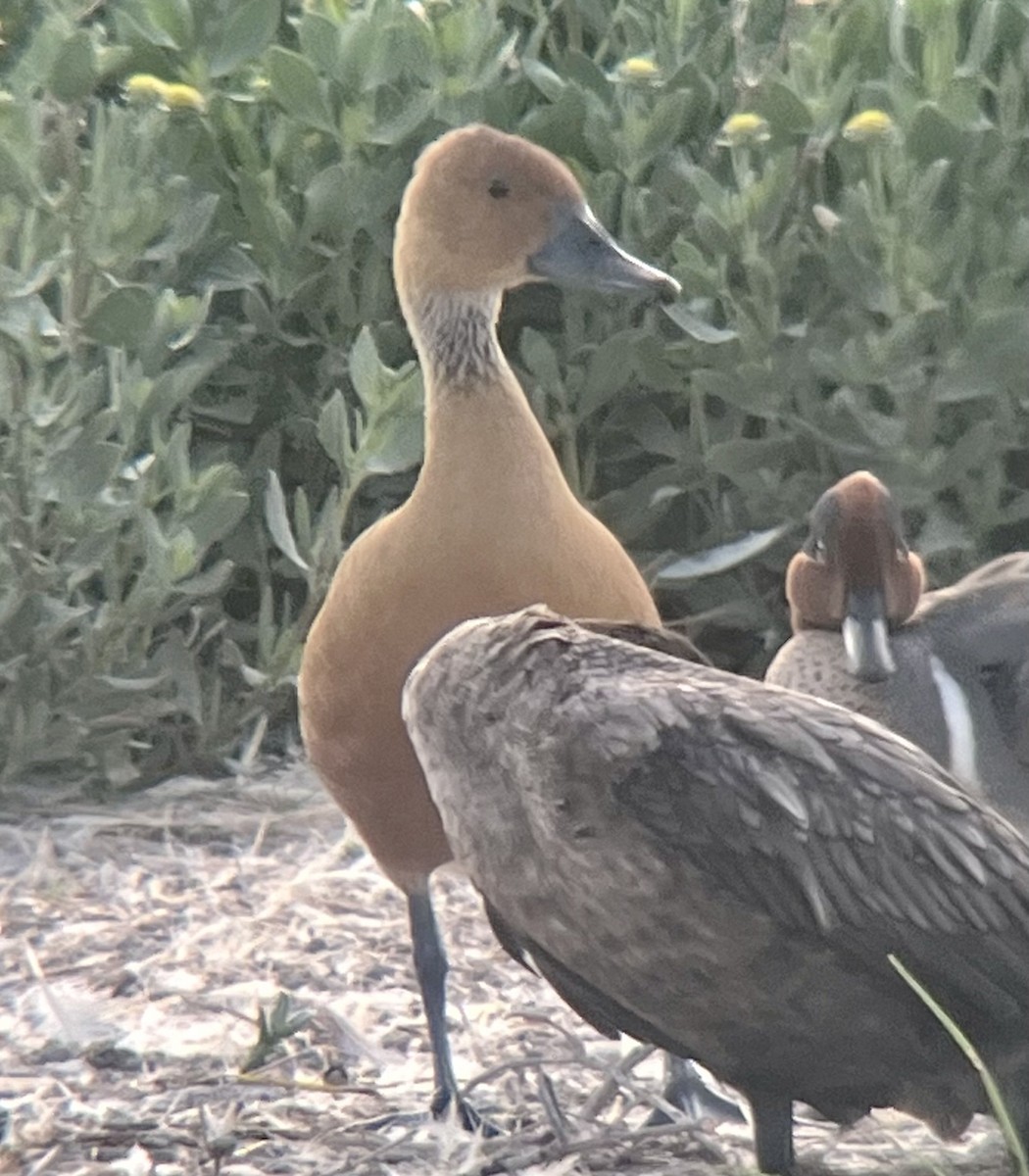 Fulvous Whistling-Duck - ML617951759