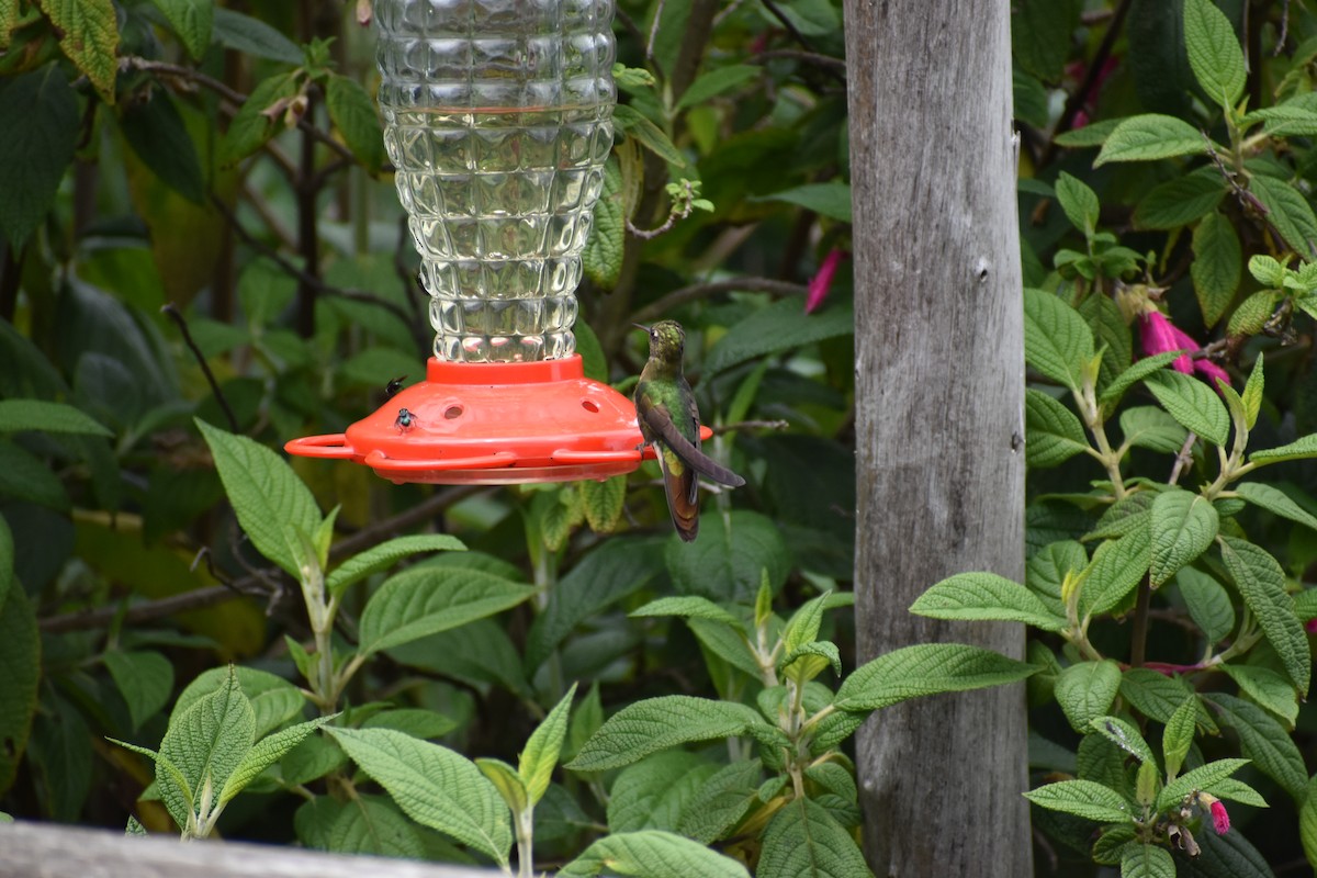 kolibřík dřišťálový (ssp. tyrianthina/quitensis) - ML617951779