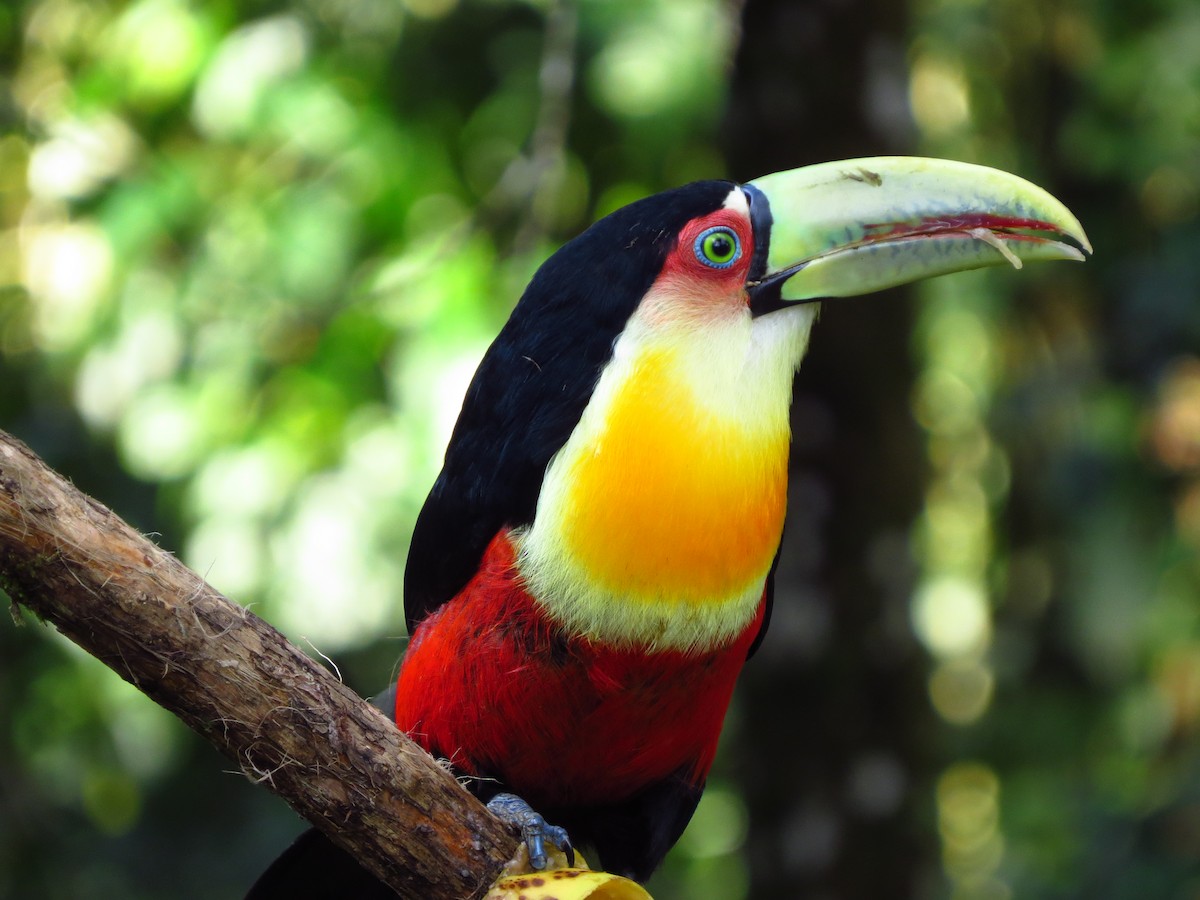 Red-breasted Toucan - ML617951841