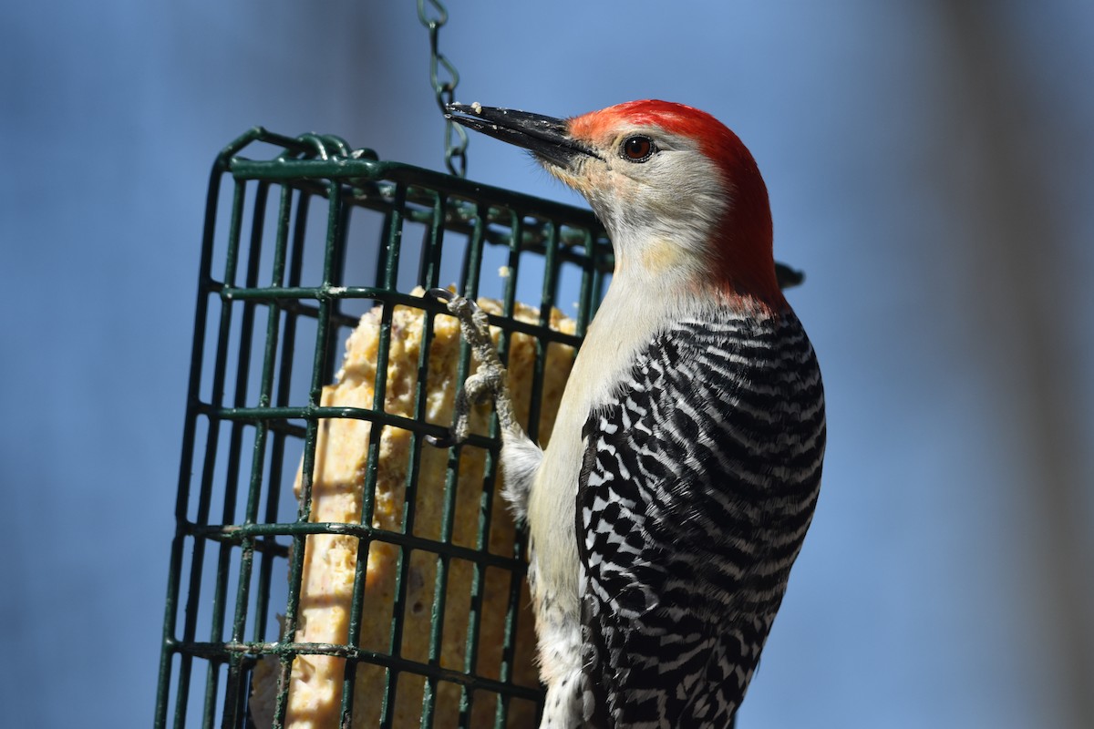 Red-bellied Woodpecker - ML617951871