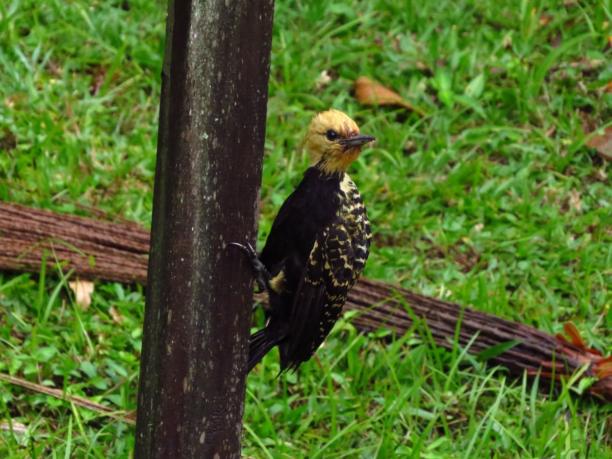 Blond-crested Woodpecker - Gisele Schoene