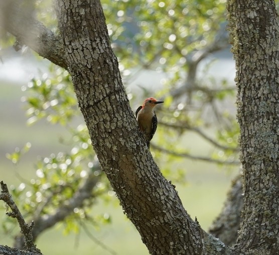 Red-bellied Woodpecker - ML617951915