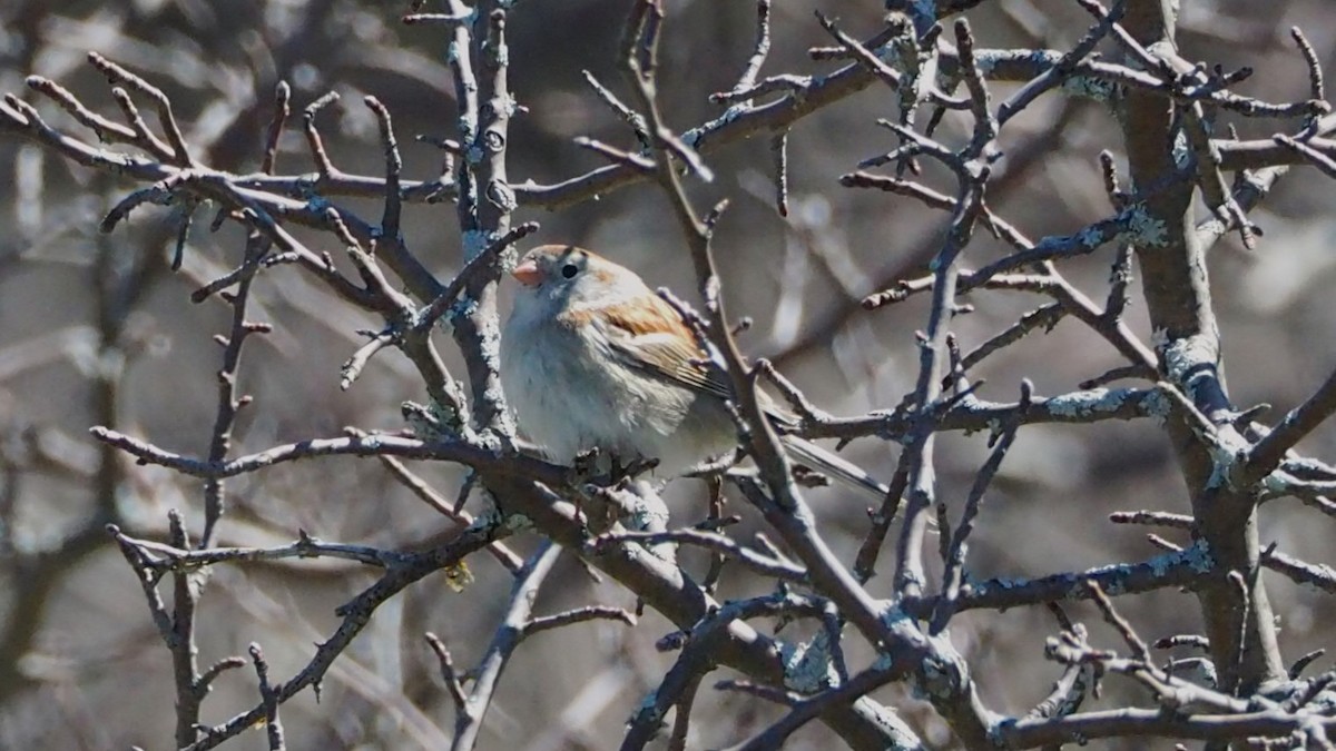 Field Sparrow - ML617951931