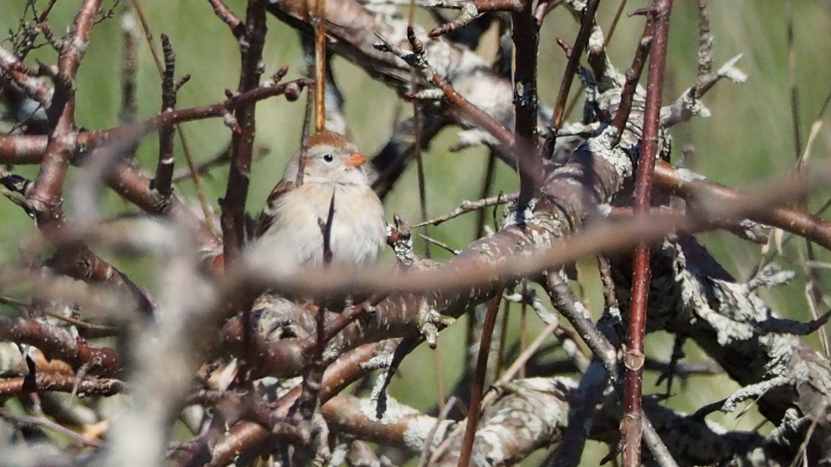 Field Sparrow - Ken MacDonald