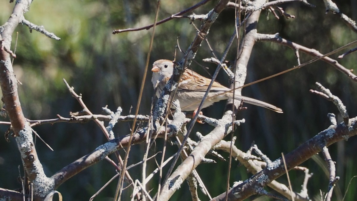 Field Sparrow - ML617951933
