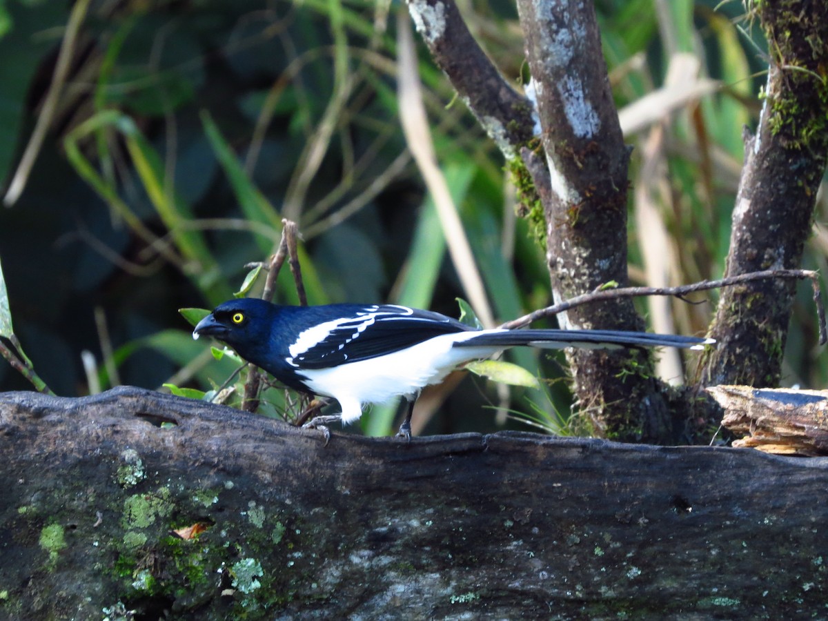 Magpie Tanager - ML617951943