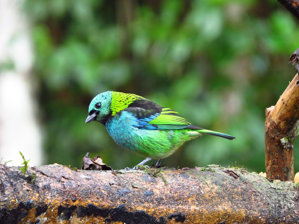 Green-headed Tanager - ML617951958