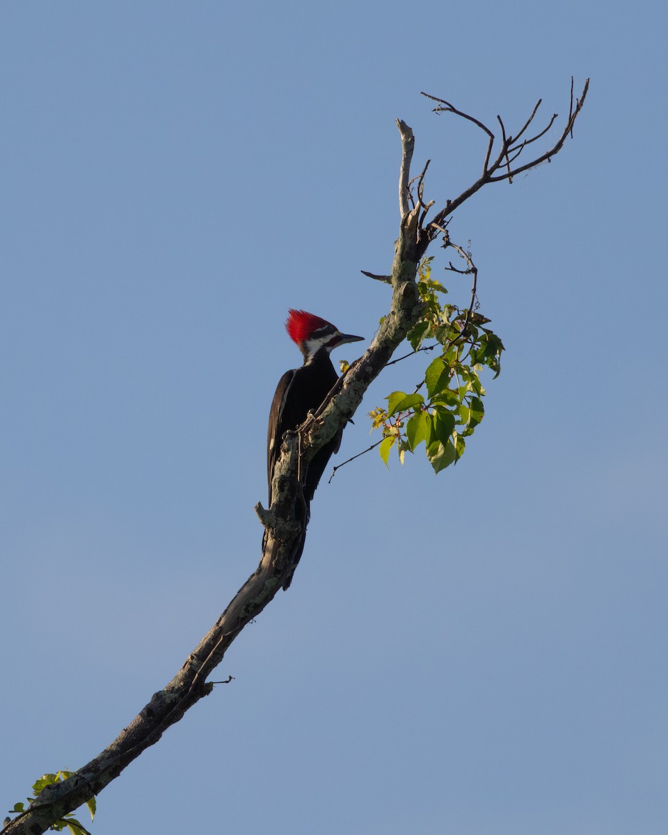 Pileated Woodpecker - ML617951971