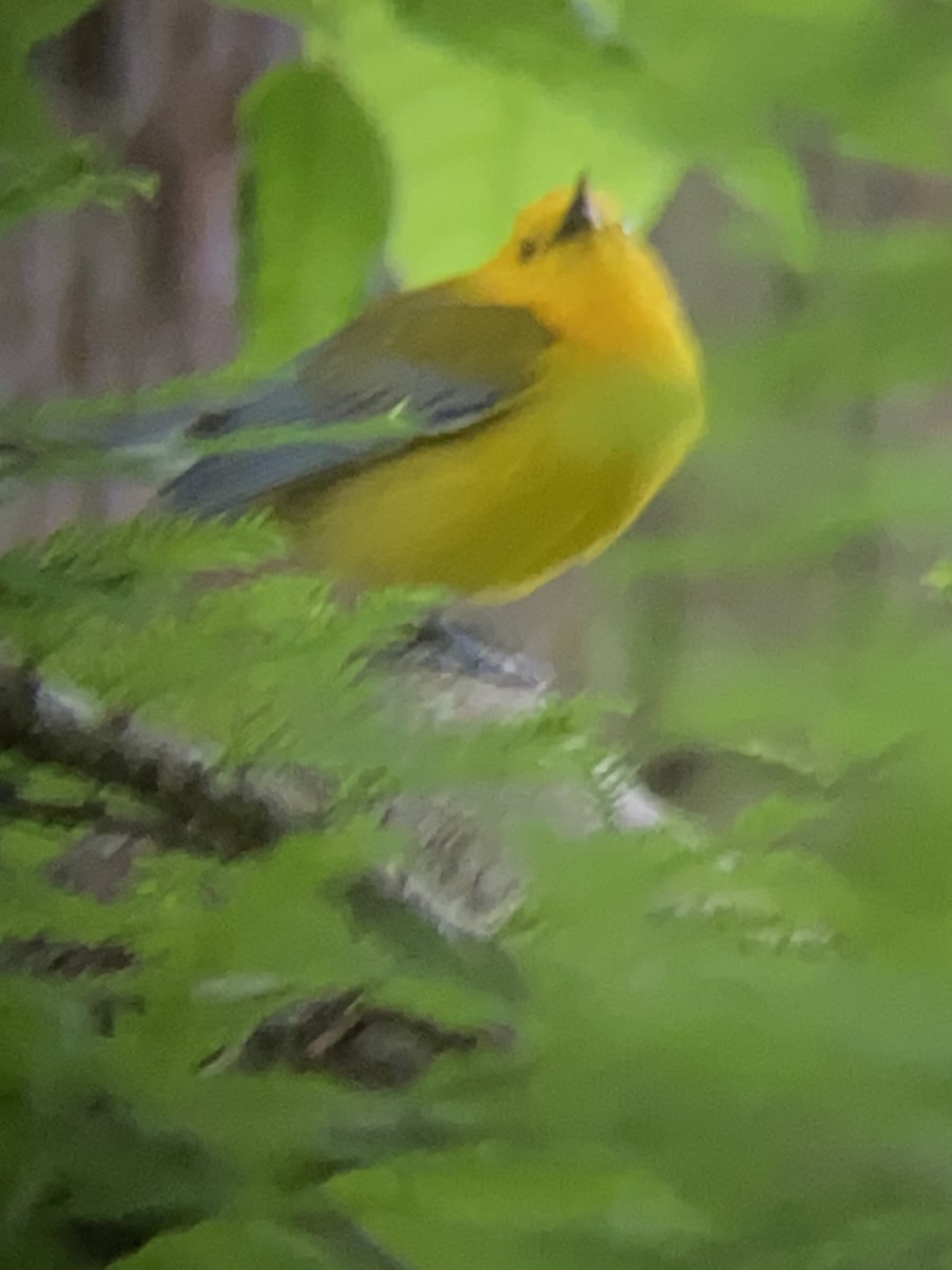 Prothonotary Warbler - ML617952026