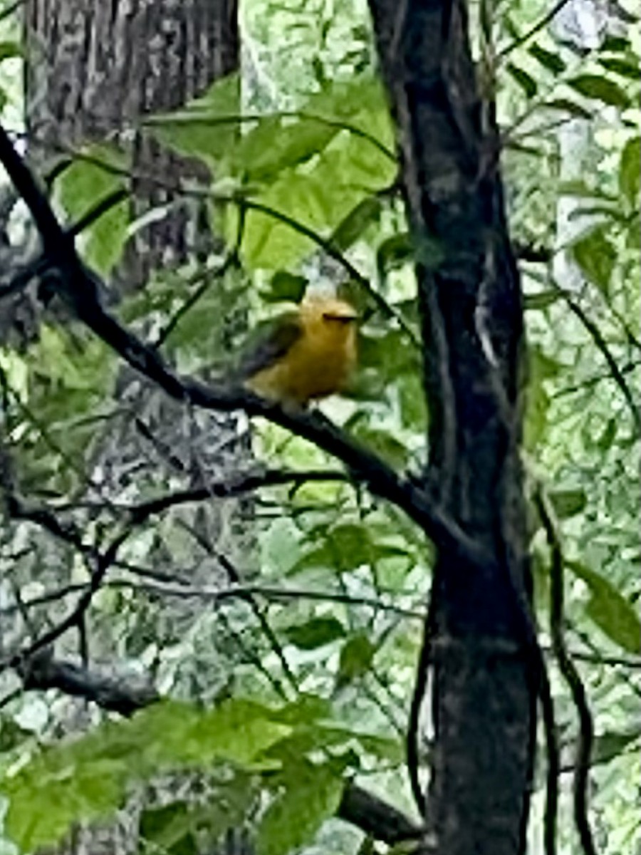 Prothonotary Warbler - Boyce Wofford