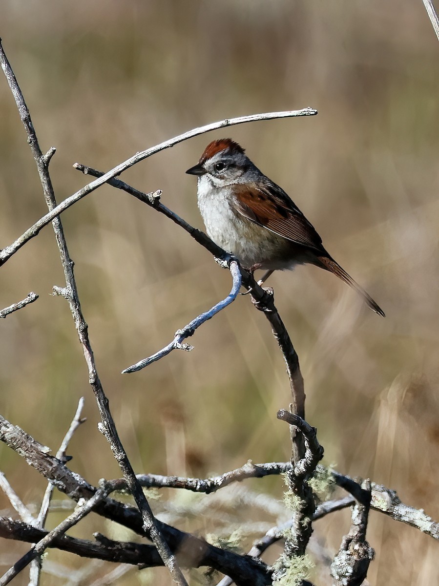 Swamp Sparrow - ML617952041