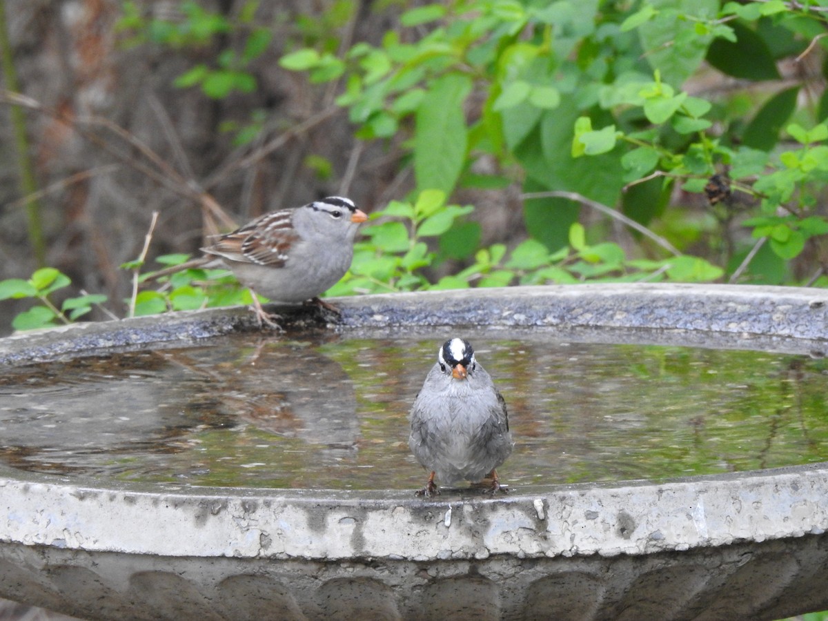 White-crowned Sparrow - Jack VanDyk