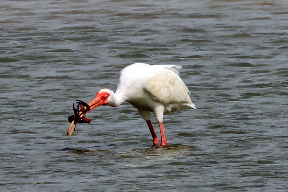 ibis bílý - ML617952114