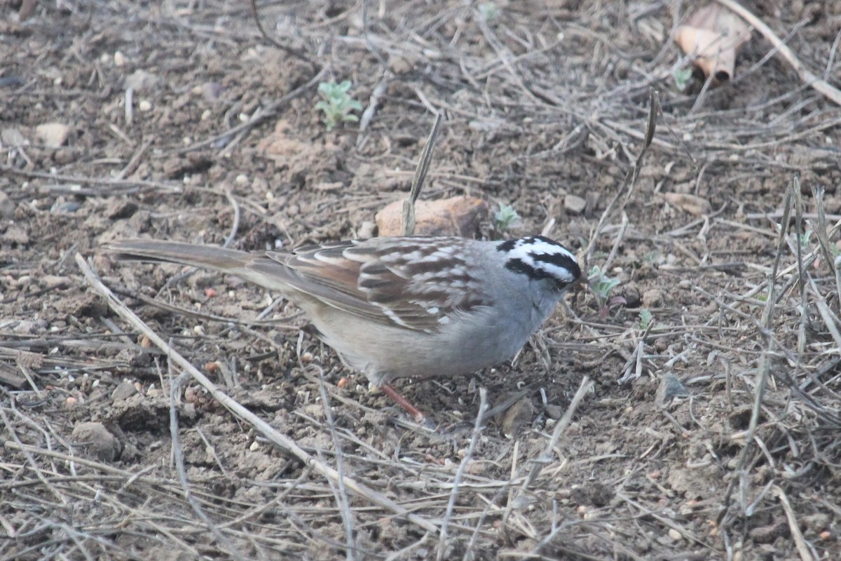 White-crowned Sparrow - ML617952121