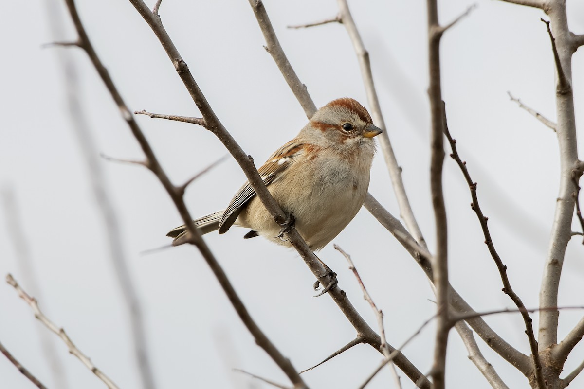 American Tree Sparrow - ML617952137
