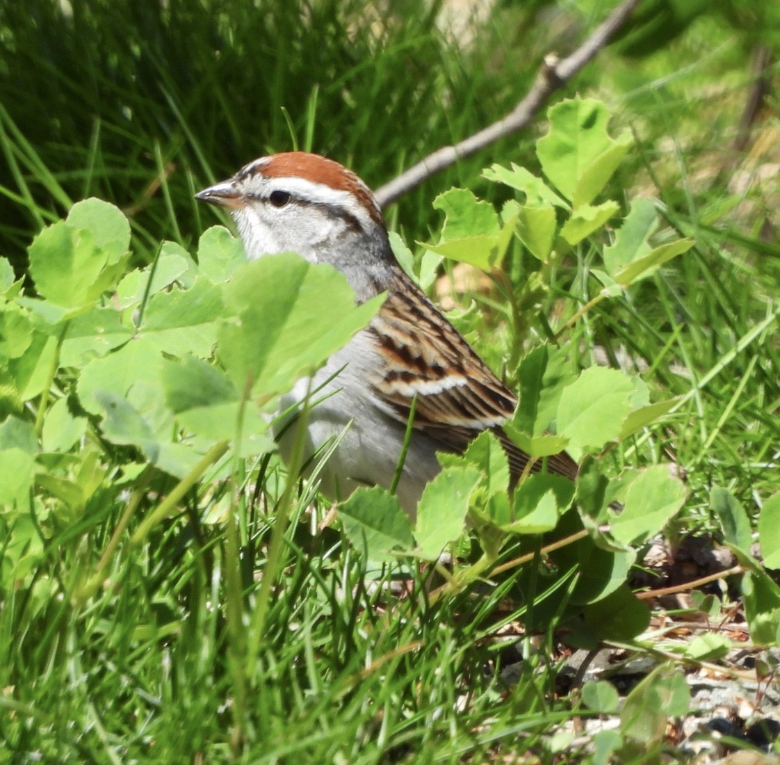 Chipping Sparrow - ML617952144