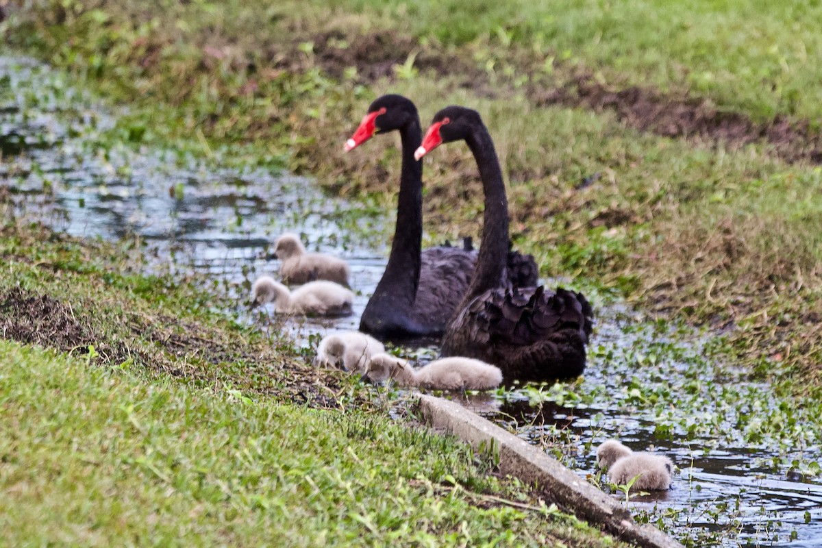 Black Swan - Pauline and Ray Priest