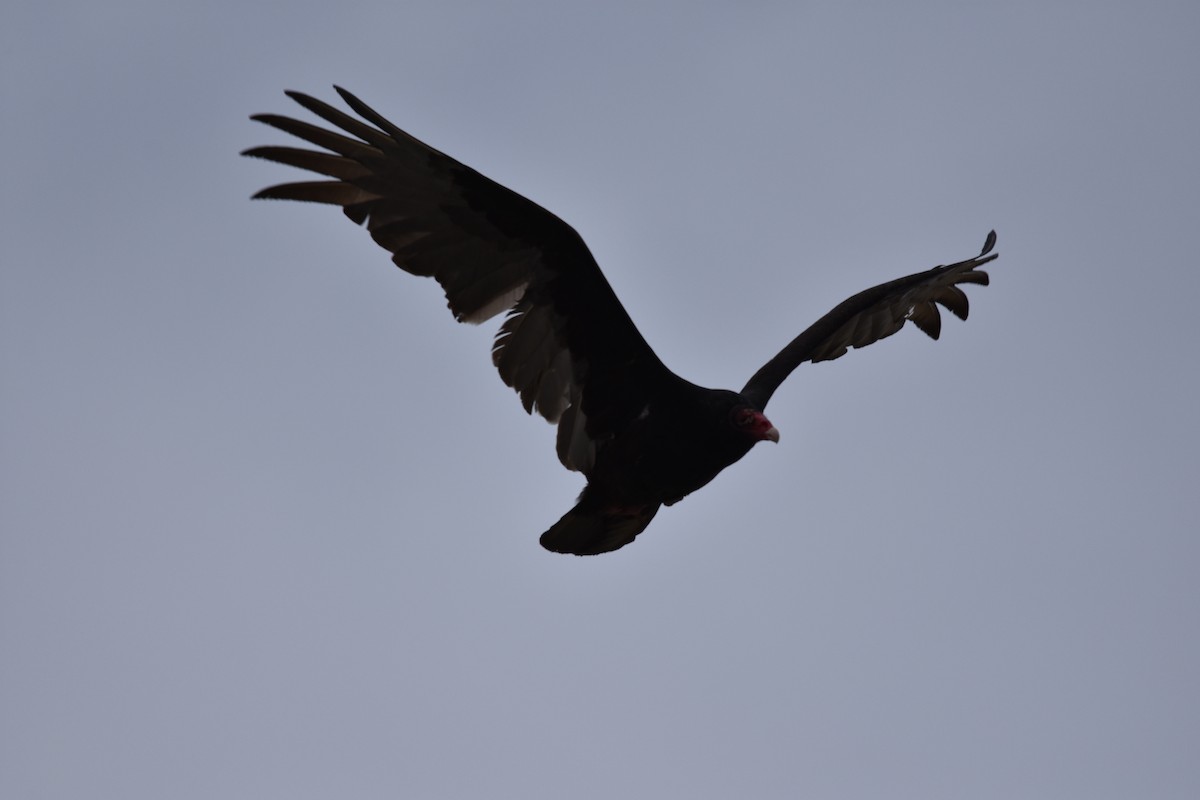 Turkey Vulture - Ben Stubbs