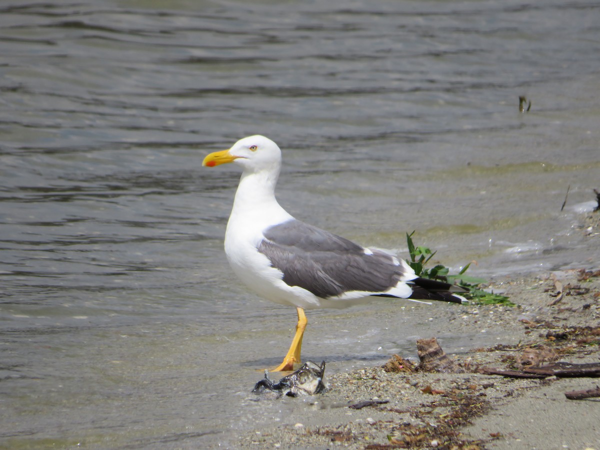 Yellow-footed Gull - ML617952206