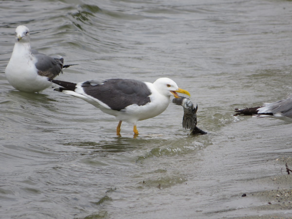 Yellow-footed Gull - ML617952236