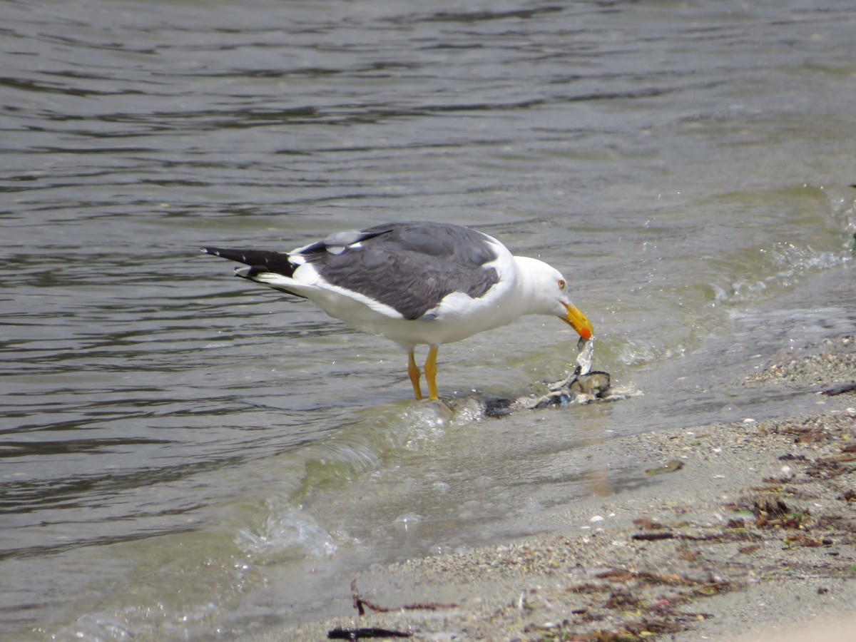 Yellow-footed Gull - Thomas Lopez