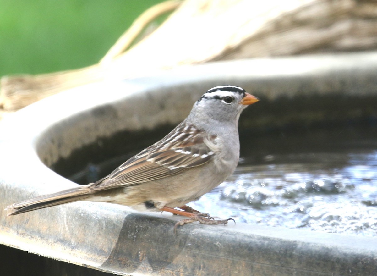 White-crowned Sparrow - Jane Stulp