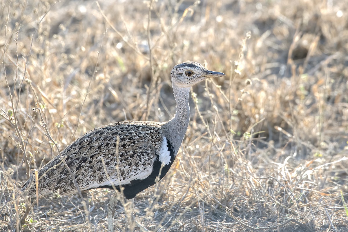 Red-crested Bustard - ML617952284