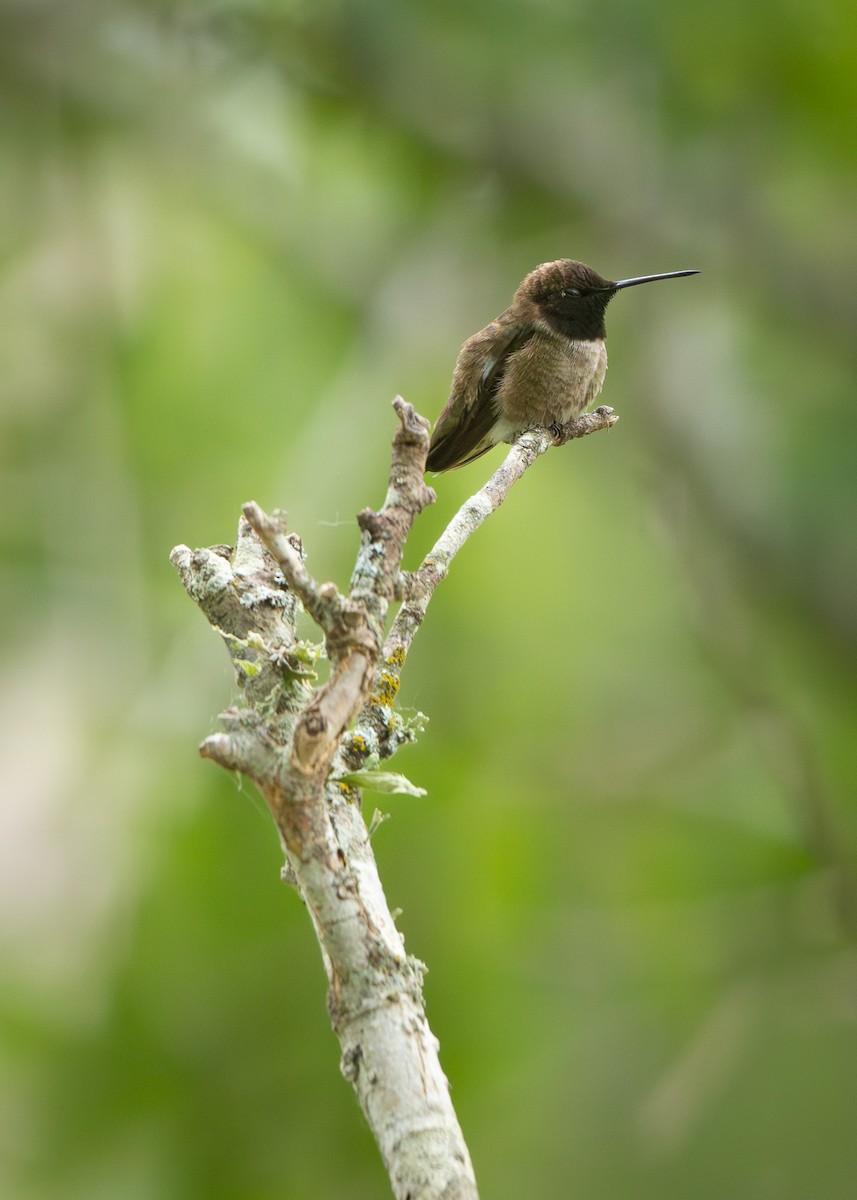 Black-chinned Hummingbird - Ryan Anderson