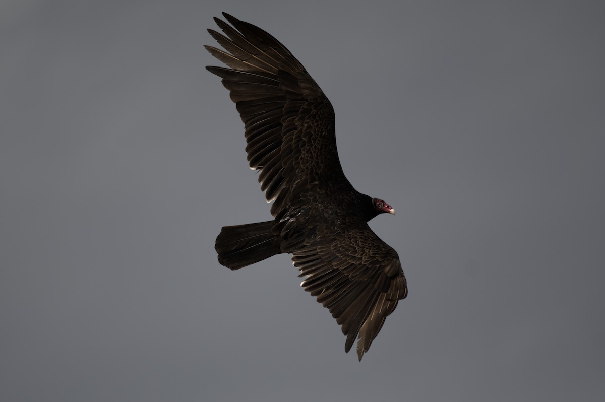 Turkey Vulture - ML617952317