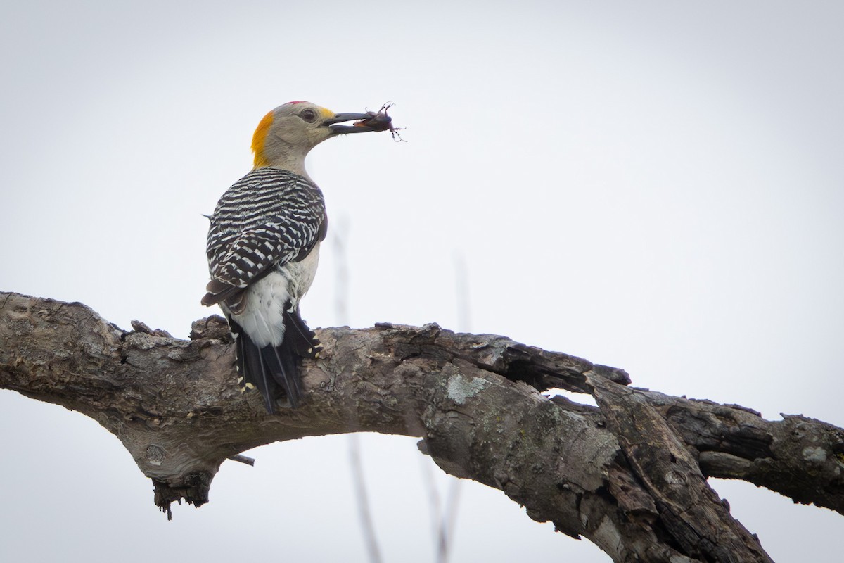 Golden-fronted Woodpecker - ML617952331