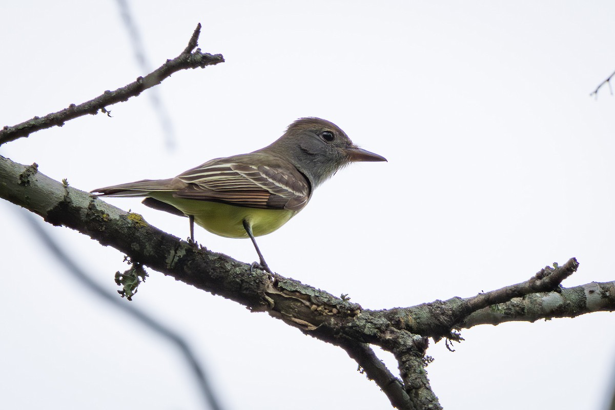 Great Crested Flycatcher - ML617952338