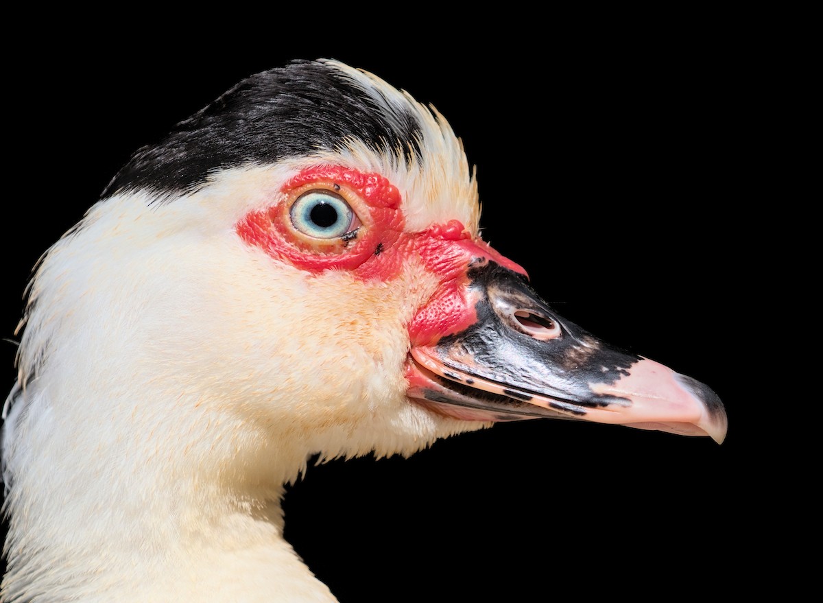 Muscovy Duck (Domestic type) - ML617952357