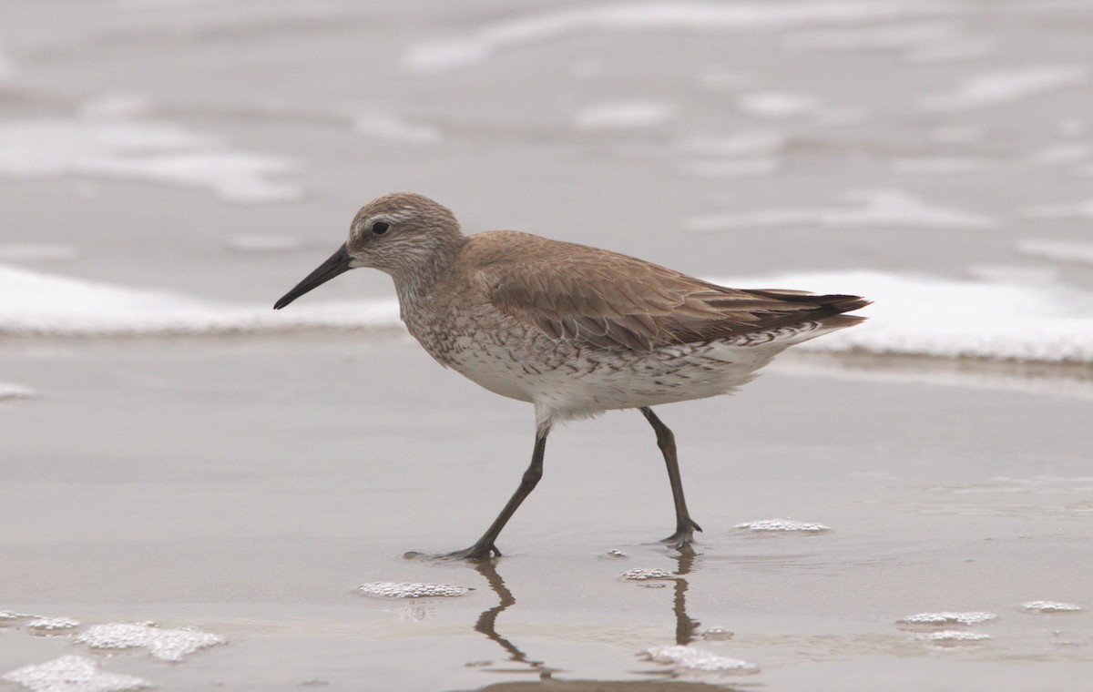 Red Knot - ML617952364