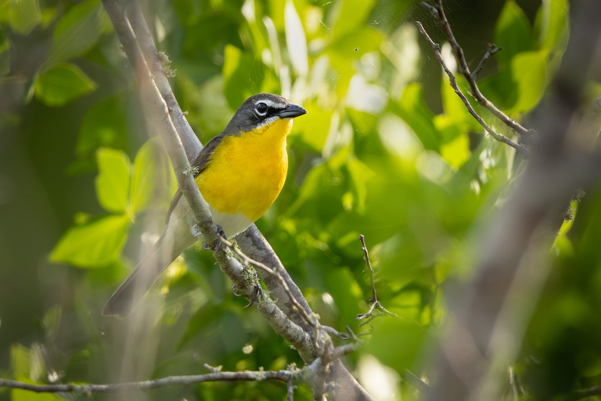 Yellow-breasted Chat - ML617952365