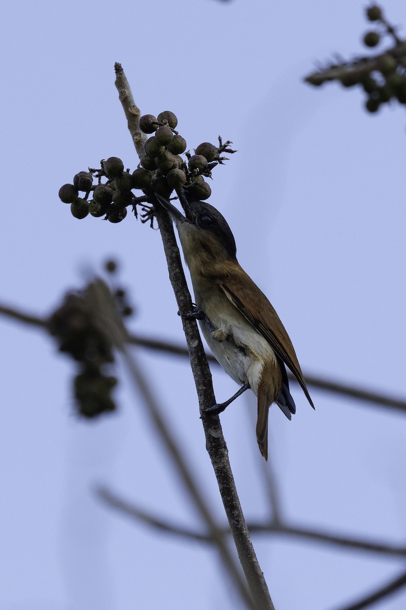 Rose-throated Becard - Luis Guillermo