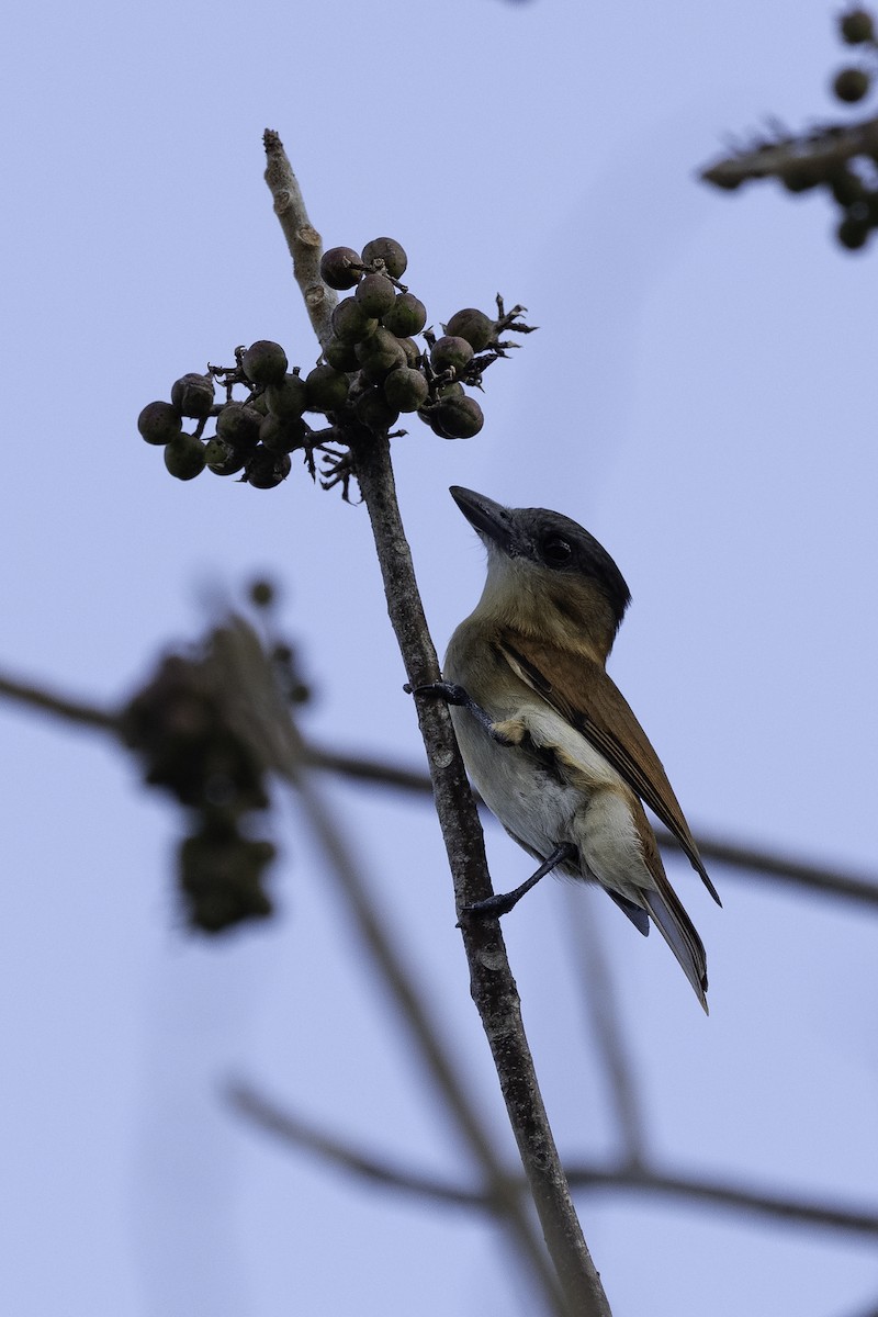 Rose-throated Becard - Luis Guillermo