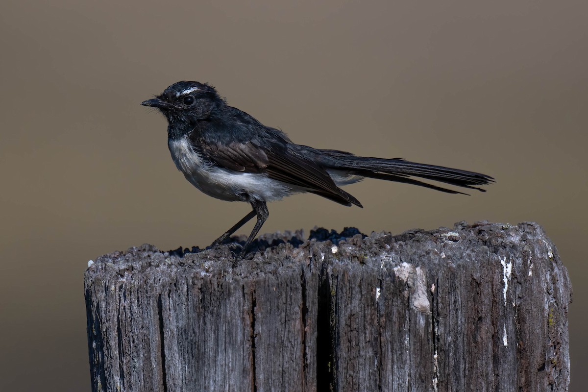 Willie-wagtail - ML617952405